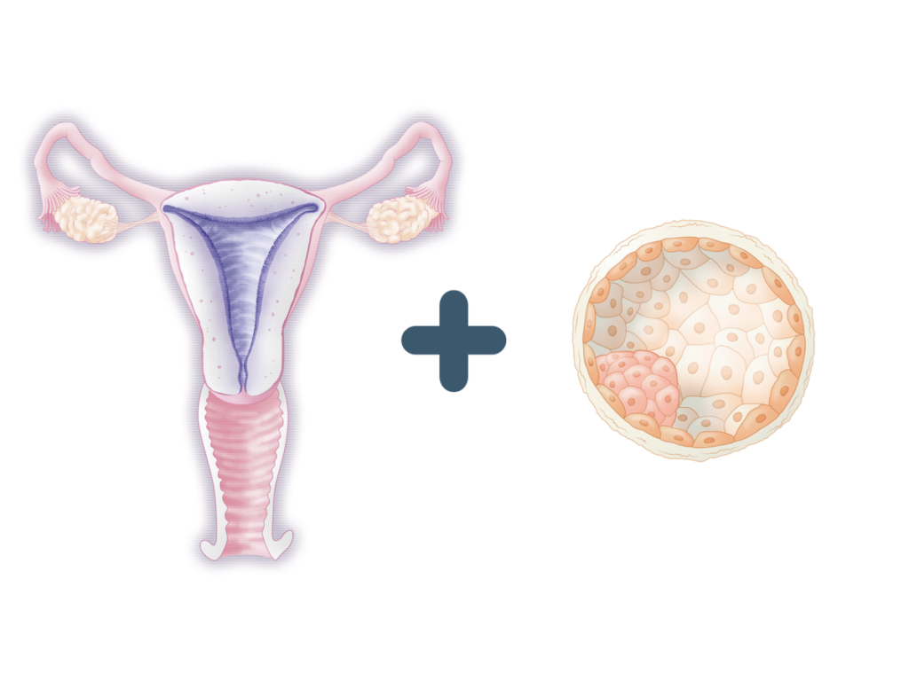 子宮內膜是什麼呢？ 子宮內部具有一種組織，稱為子宮內膜，子宮內膜每個月都會準備好迎接胚胎的到來，是懷孕期間胚胎著床與發育之處。 若子宮內膜缺乏必要的條件，即使是最好的胚胎也會無法著床。