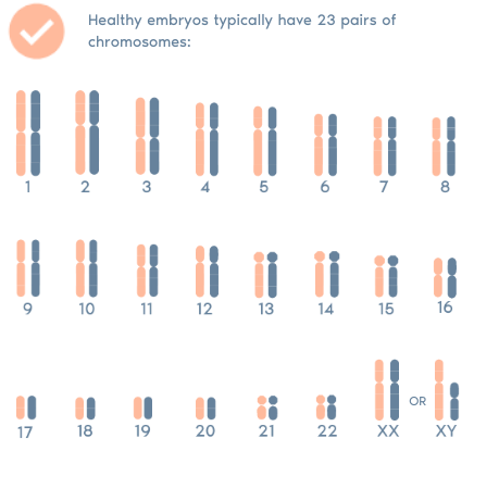 健康的胚胎有23對染色體